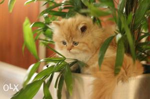 Persian kittens available in lovely clr in low