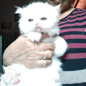 Persian kittens white color male blue