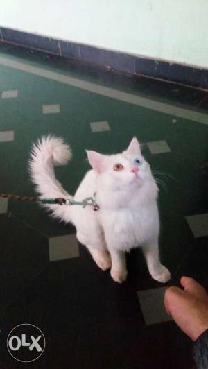 Persian male.active cat