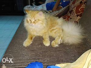 Persian male cat for mating 2 years old male cat (urgent)