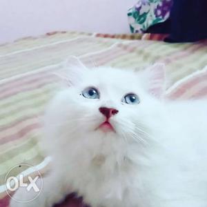 Persian male cat named brayn 3 n half month old