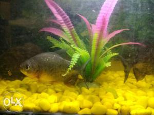 Piranh200₹ one pair good size too active and