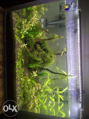 Planted aquarium