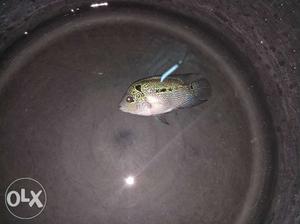 Puls potted flowerhorn baby for sale