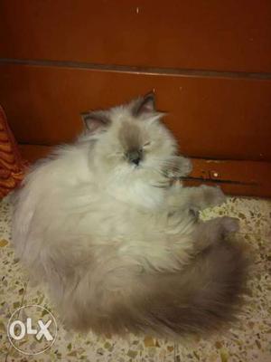 Pure Himalayan male Persian cat fully trained and