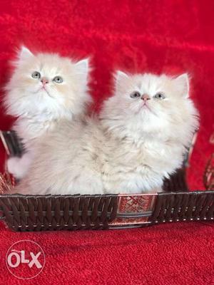 Pure bread persion kittens