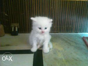 Pure parcian kittens r available in different