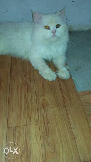 Pure persian male cat for matting (not for sale)