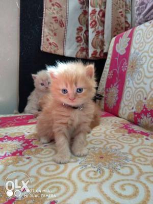 Pure persion kitten on sale 2 months old /-