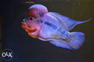 Red Dragon Imported Flowerhorn