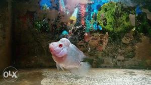 Red Magma flowerhorn with humpy head size 2.5