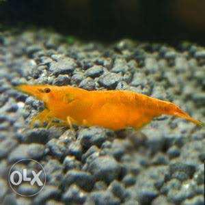 Red Orange &yellow Shrimps Available