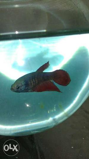 Red betta female fish for sale