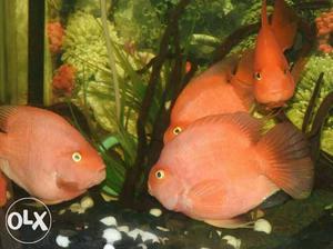 Red parot 6 fishes available call me at