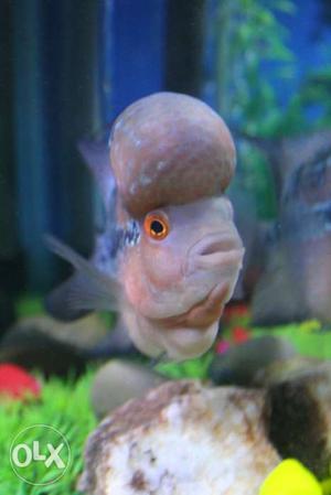 S.R.D flowerhorn in very good colour and