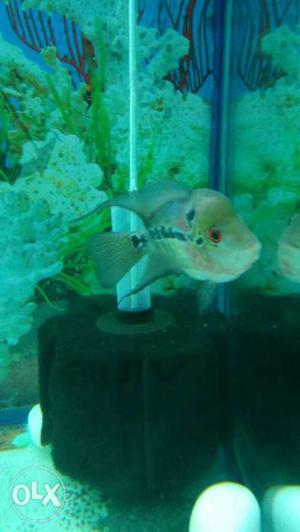 Short flower horn fish very active size 3 inches