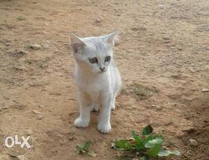 Short-furred White And Grey Kitten