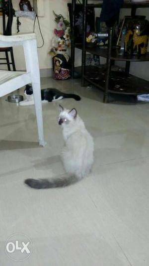 Siamese cat for sale...Urgent sale