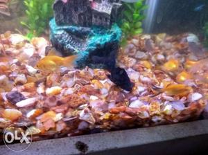 Small gold fish 20 each in sale price