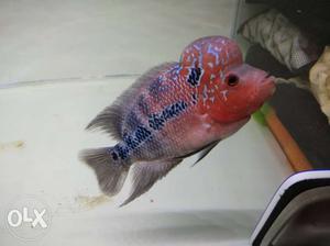 Super Red Dragon Flowerhorn, very active, 6 inch