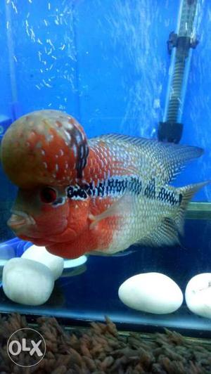 Super Red Flowerhorn Fish