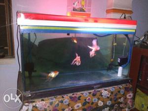 Tank size: 3 feet long x 1.5 high x 15 inches