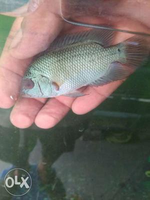 Thaisilk flowerhorn fish for sale size 2"