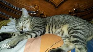 This Is A Female Mackerel Tabby Cat Very Cute And