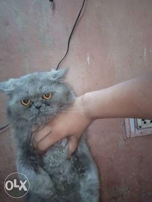This is male persian cat contact me for further