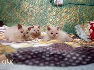 Three Long-coated Kittens