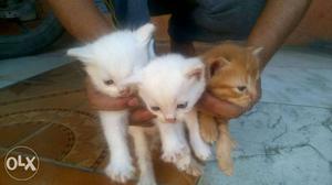 Three Short-furred White And Brown Kittens