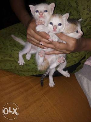 Three cat babys