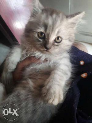 Two percian kittens for sale 2 5 months old
