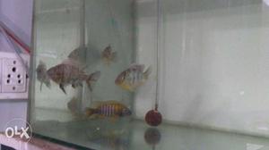 Venustus and hybrid cichlids 4" in size for sale