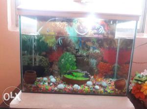 Very nice fish tank n fish also