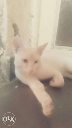White Cat In Nanded Waghala