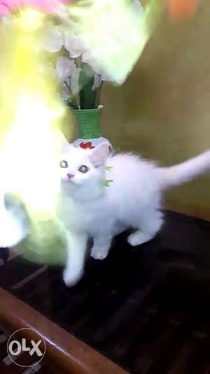 White Cat In Panipat