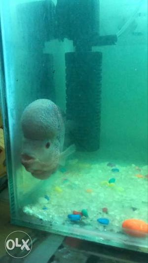 White Flowerhorn