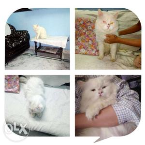White Persian Cat Collage