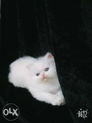 White Persian Kitten sami punch. Face