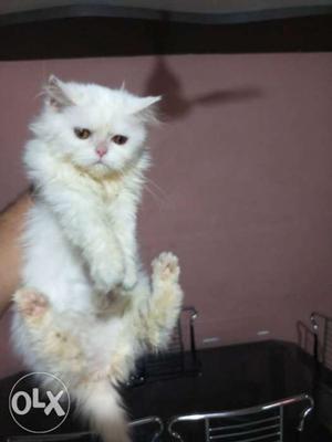 White Persian kittens here