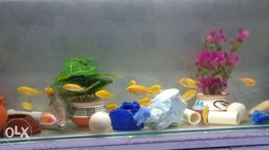 Yellow lab cichlids for sell Size- 3"for 100/- pp