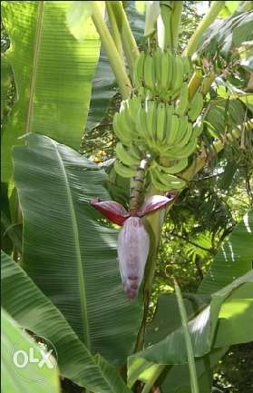 Two fully grown banana tree with fruit and