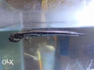 1 gar alligator.. Imported fish is for sale