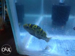 1 puffer fish.. Imported fish is for sale