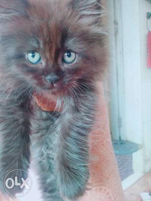 2.5months old female persian cat