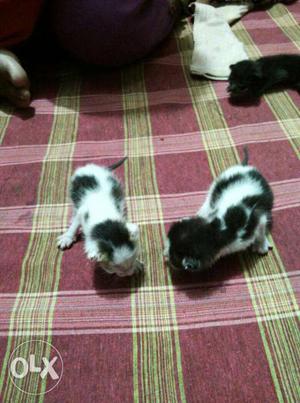 2 black & white cute kittens, 15 days old