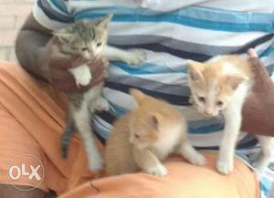 3 cute kittens free for adoption!