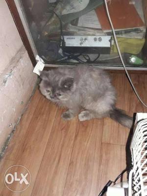 4 Months old Gray Female Persian Cat