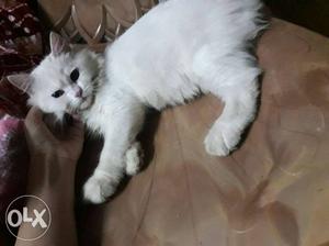 4 Months old White Male Persian cat.